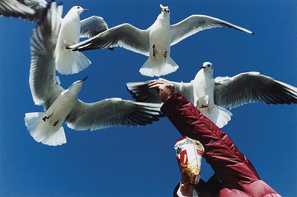 綺羅鳥 鴨川瞬感 10年度 写真コース 卒業制作 卒業研究 作品 論文集 10年度 Airuキャンパス