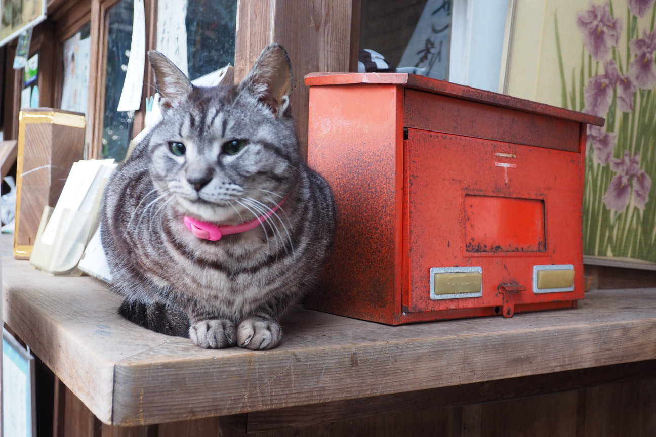 猫といえば岩合光昭さん みなさん猫写真撮りますか 京都 外苑おもてなし ᴥ ねこ部 フリーコミュニティ Airuキャンパス