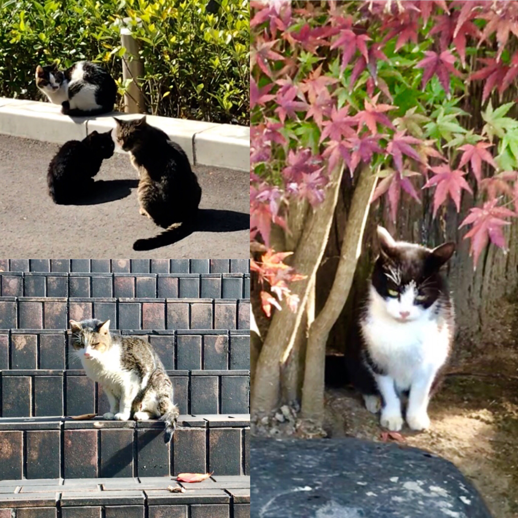 昨日の猫たち 京都 外苑おもてなし ᴥ ねこ部 フリーコミュニティ Airuキャンパス
